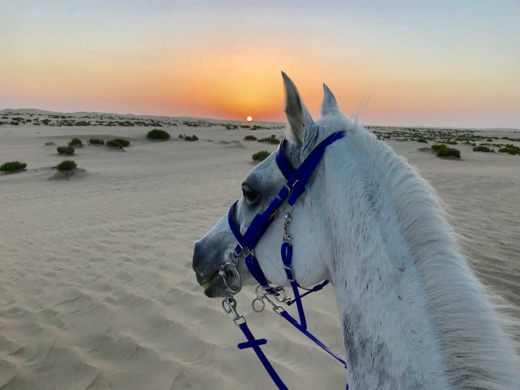 Катание на лошадях по пустыне ( Шарм Эль-Шейх)