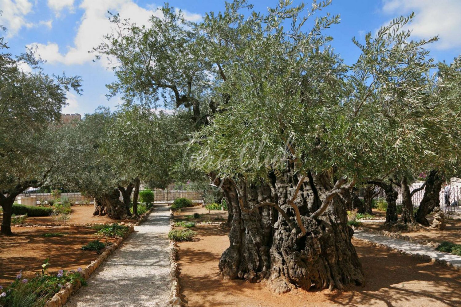 гефсиманские сады :Экскурсия в иерусалим из шарм-эль-шейха.