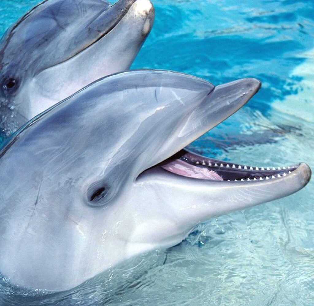 Дельфинарий в Шарм-эль-Шейхе